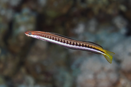 Piano fangblenny in Red seaの写真素材