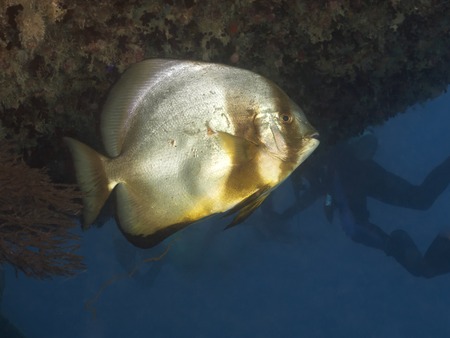 Longfin spadefishの写真素材
