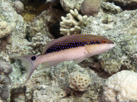 Lyretail grouper in Red sea, Egyptの写真素材