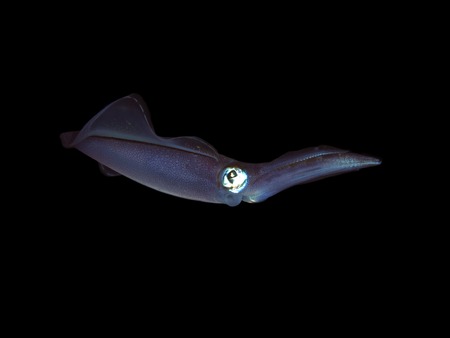 Squid sepioteuthis lessoniana in red seaの写真素材