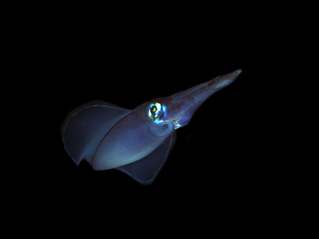 Squid sepioteuthis lessoniana in red seaの写真素材