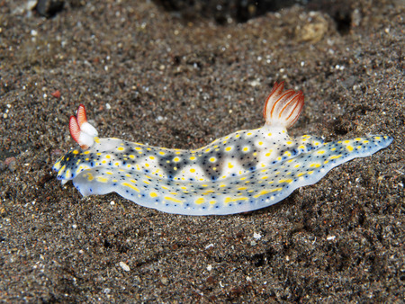 Fire hypselodorid in Bali sea, Indonesiaの写真素材