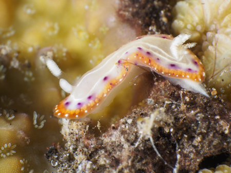 Goniobranchus setoensis in Bali sea, Indonesiaの写真素材