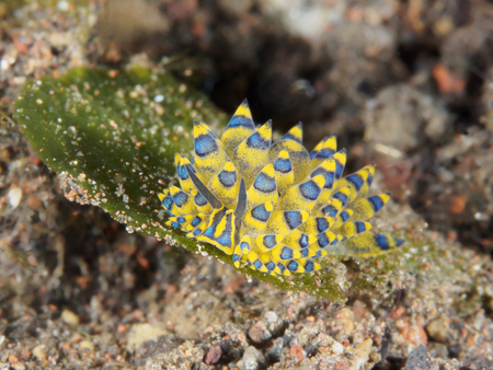 Adorned stiliger in Bali sea, Indonesia