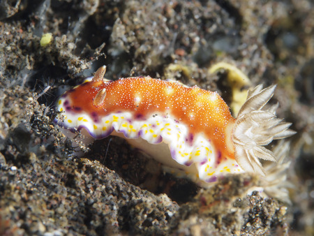 Collingwoods chromodoris in Bali sea, Indonesia