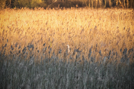 The sunset on the cane thicket (Italy)