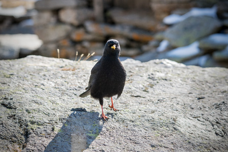 An alpine chough (Pyrrhocorax graculus) in italian alpsの写真素材