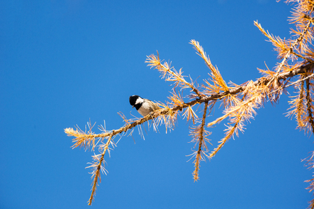 A willow tit (Poecile montanus) on a branch of a larch (Larix sp.)の写真素材