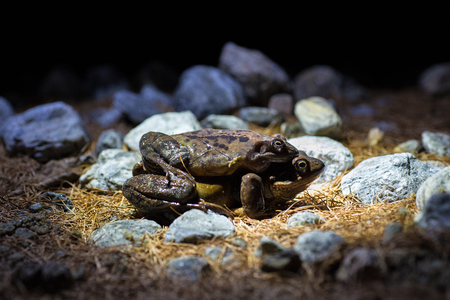 Frog (Rana temporaria) reproduction during the nightの写真素材