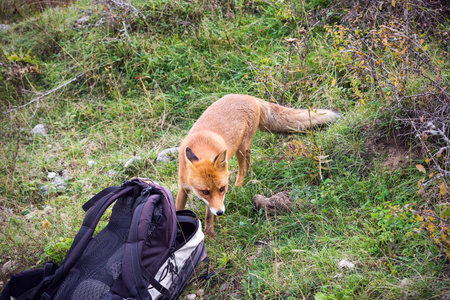 A red fox (Vulpes vulpes) around my bag