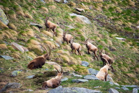 male alpine ibex (Capra ibex)の写真素材