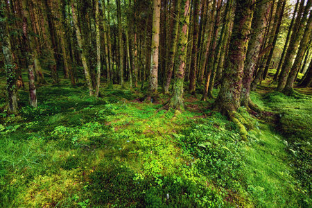 A wet pine forest in Scotland (UK)