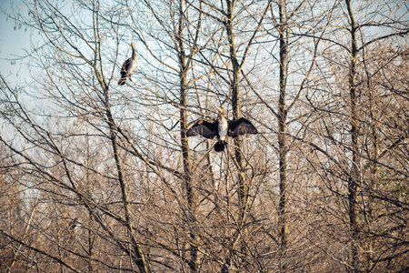 Cormorants in the sun on a lake