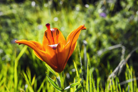 fire lily (Lilium bulbiferum) located in Apuan Alps (Italy)の写真素材