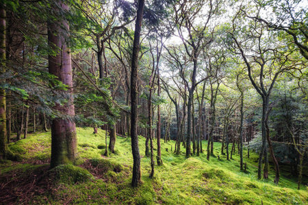 A pine forest in Scotland (UK)の写真素材