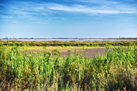 The dry Camargue landscape with dogsの写真素材
