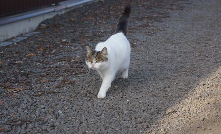 very angry white cat on a walkの写真素材