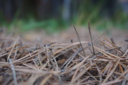 christmas tree needles texture on the groundの写真素材