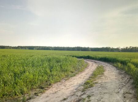 road in the field in the summerの写真素材