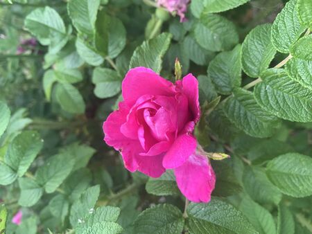 scarlet rosehip flower in the parkの写真素材