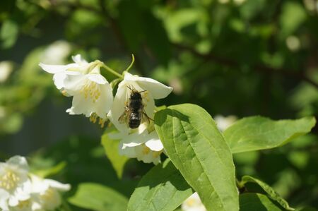 bee on a white flowerの写真素材