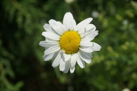little cute daisy in the park in summerの写真素材