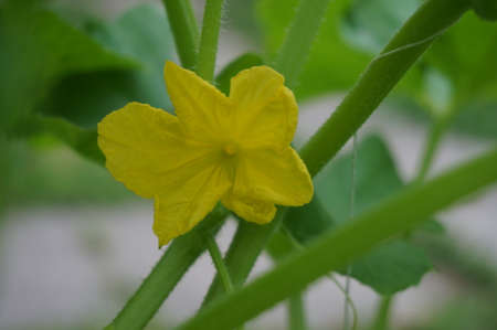 flowering cucumber with a yellow flowerの写真素材
