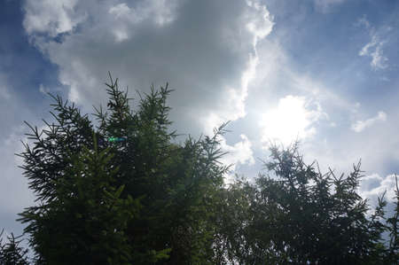 sky through trees in summerの写真素材