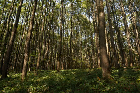 Wonderful summer forest in the parkの写真素材