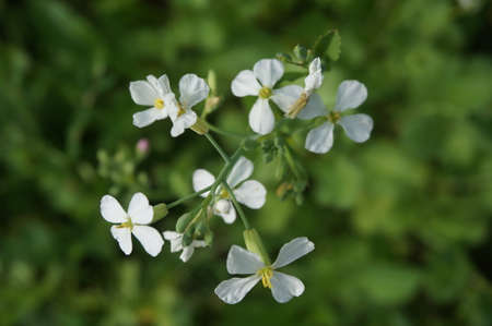 beautiful delicate flower in the summer in the park.の写真素材