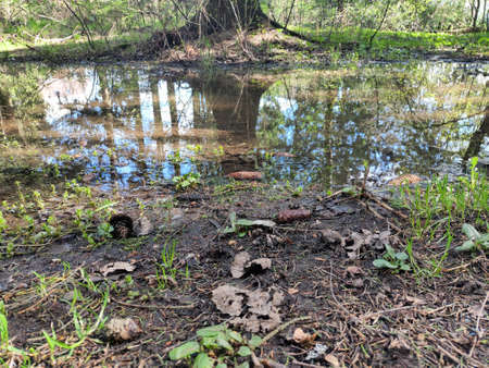 reflection of trees and sky in a puddle