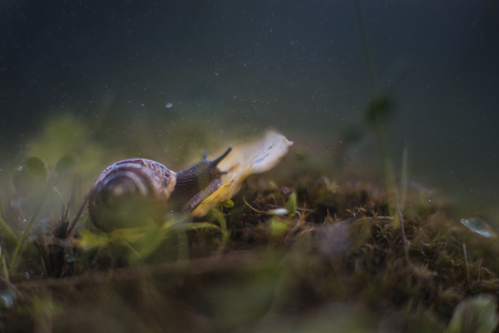 Snail in the eveningの写真素材