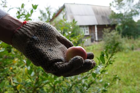 Hand holding an appleの写真素材