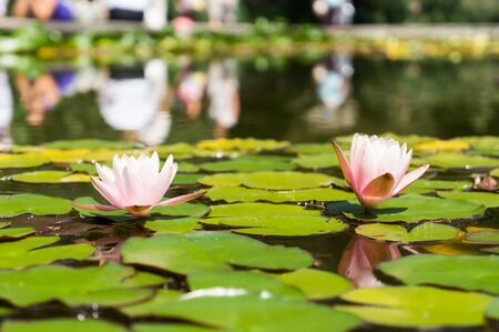 Two water liliesの写真素材