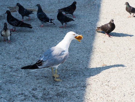 Seagullの写真素材