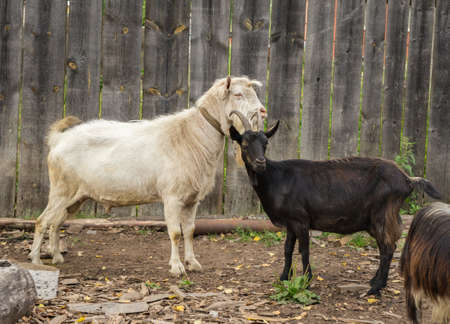 White male goat with a black female goatの写真素材