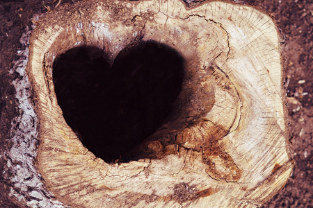 Postcard with a stump in which there is a hole in the form of a heartの写真素材
