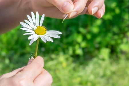 Female hand tears off chamomile petalsの写真素材