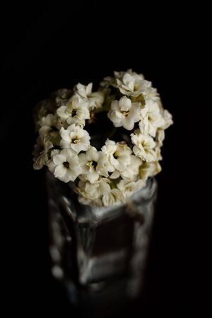 white flowers in a glass vase with diffused light