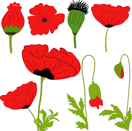 Separate elements flowers red poppy: flowers, leaves, bolls, buds on a transparent backgroundのイラスト素材