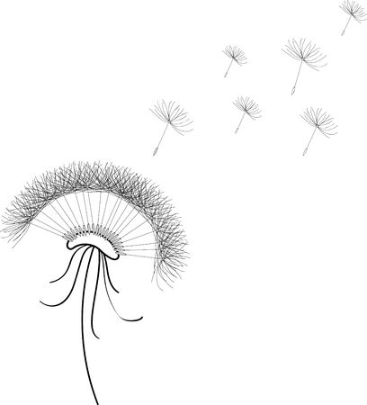 Black and white dandelion on a transparent backgroundのイラスト素材