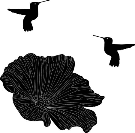Hummingbird, Colibri, Collection of Bird Silhouettesのイラスト素材