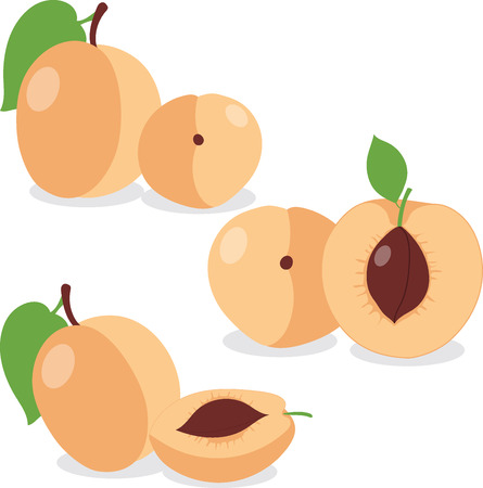 Apricot. Set apricots, apricot pieces, collection of vector illustrations on a transparent backgroundのイラスト素材