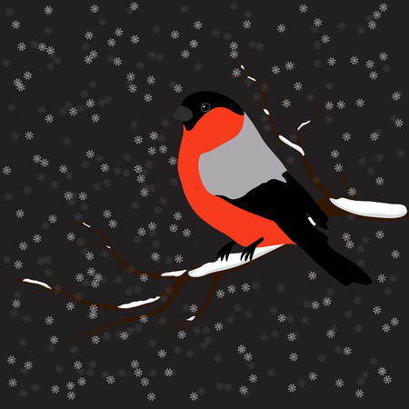 Bullfinch on the fir branch, snowfall. Winter or christmas vector illustration.のイラスト素材