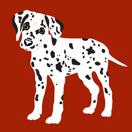 Dalmatians, cute puppy, sad. Vector Illustration Portrait of Dalmatian Puppy. Dog isolatedのイラスト素材