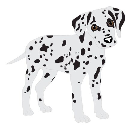 Dalmatians, cute puppy, sad. Vector Illustration Portrait of Dalmatian Puppy. Dog isolatedのイラスト素材