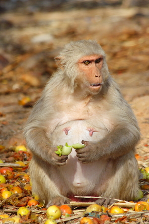 monkey sits and eats fruit, India.の写真素材