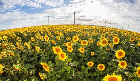 Sunflower field