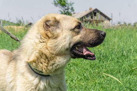 Homeless dog in a dog shelter