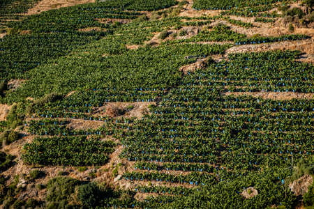 Banana tree plantation in Turkeyの写真素材